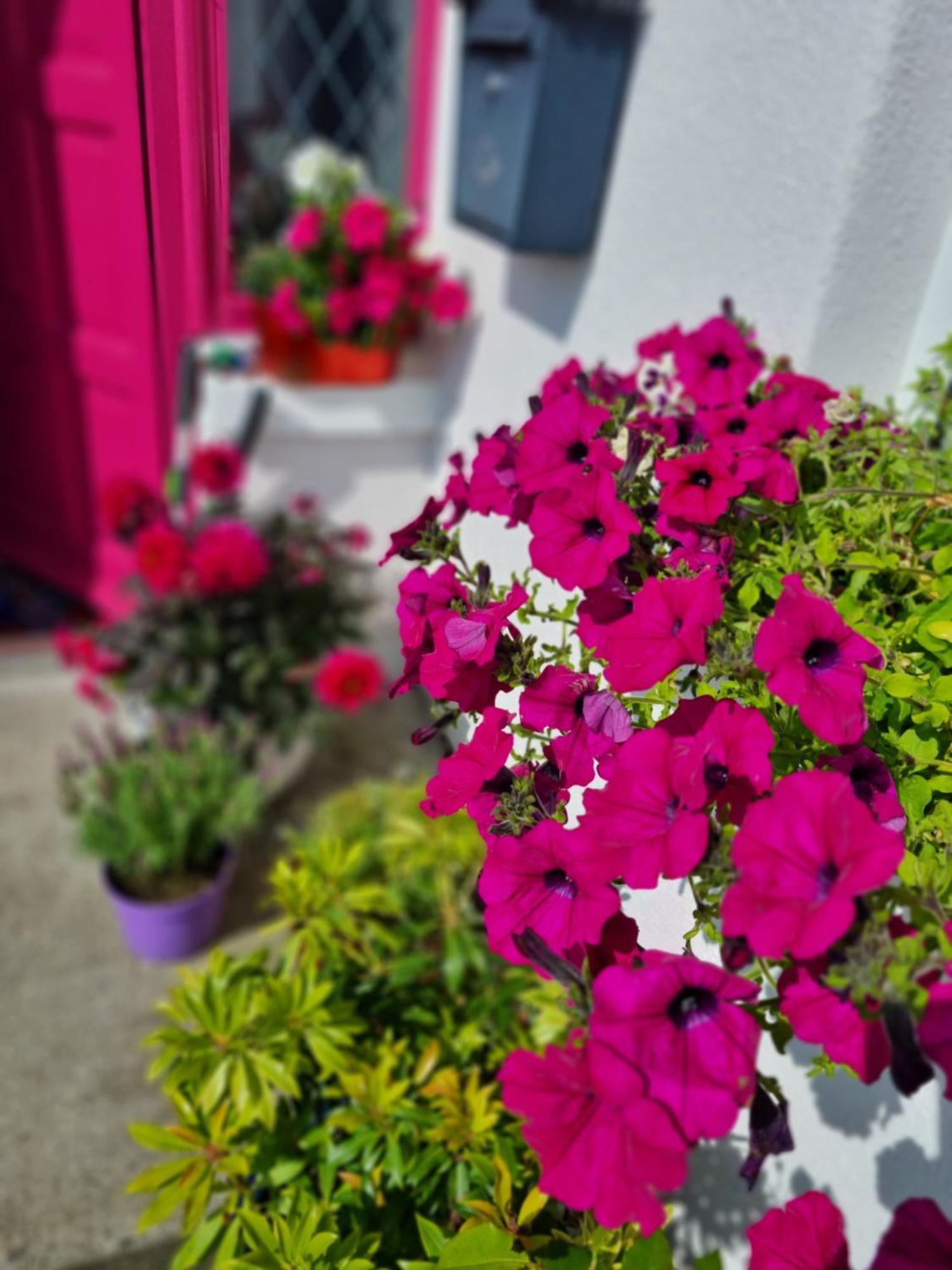 The Pink Door Apartment Killala Luaran gambar